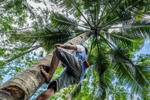 Arti CPO, Proses, dan Perannya dalam Komoditas Indonesia